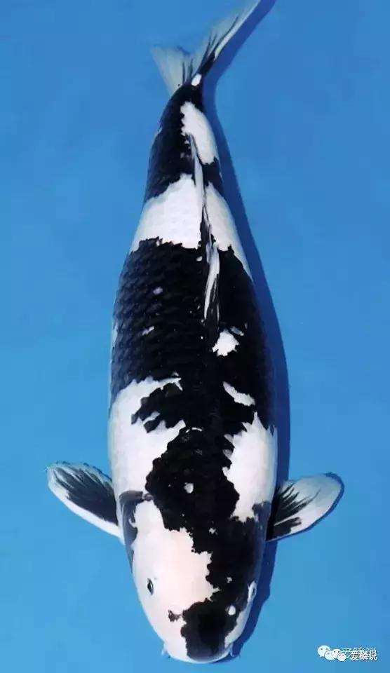 拍卖会有什么拍卖技巧,拍卖会竞拍的技巧