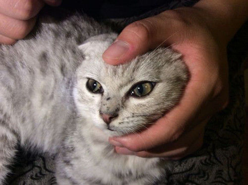 猫咪眼屎粘在眼球上,猫咪眼屎糊住眼睛能自己好吗