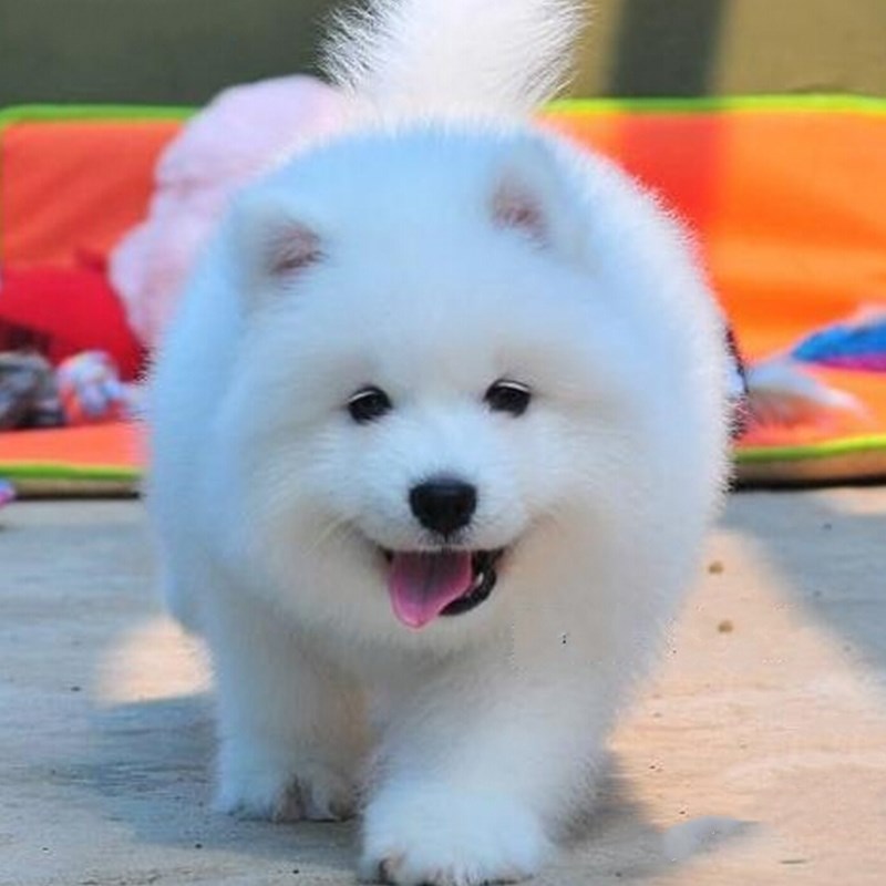 狗狗毛打结的处理方法,狗狗毛发打结