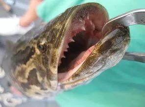 黑鱼基本都在哪,关于黑鱼的深度解析