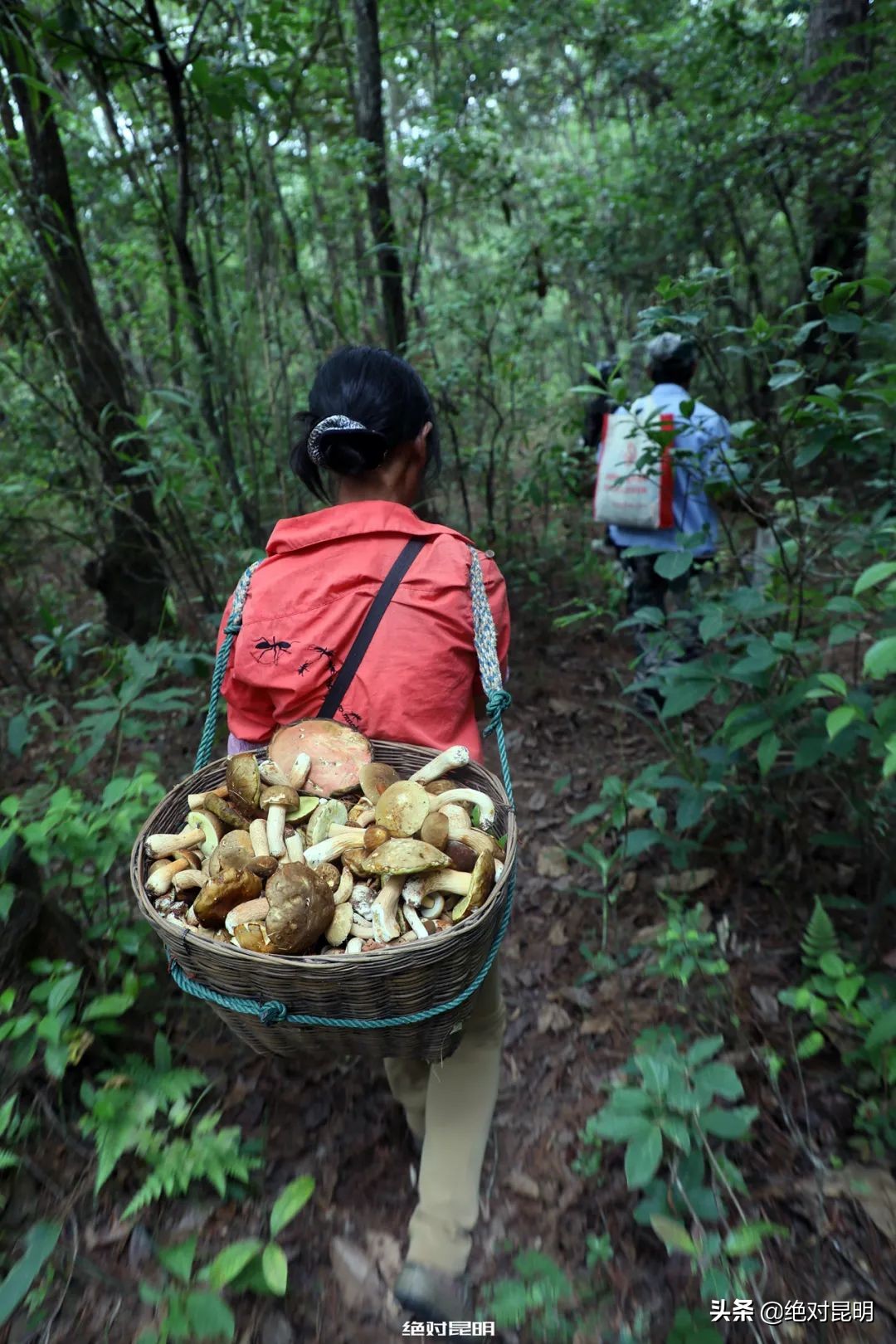 她带西班牙大厨上山捡菌，回昆明后煲出美味红菇汤
