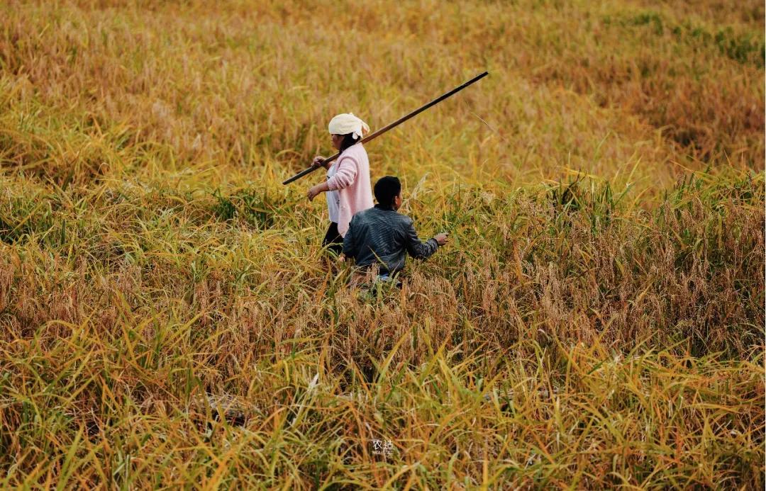 农造田野丨总有一根神经通往乡野|月亮山百里梯田