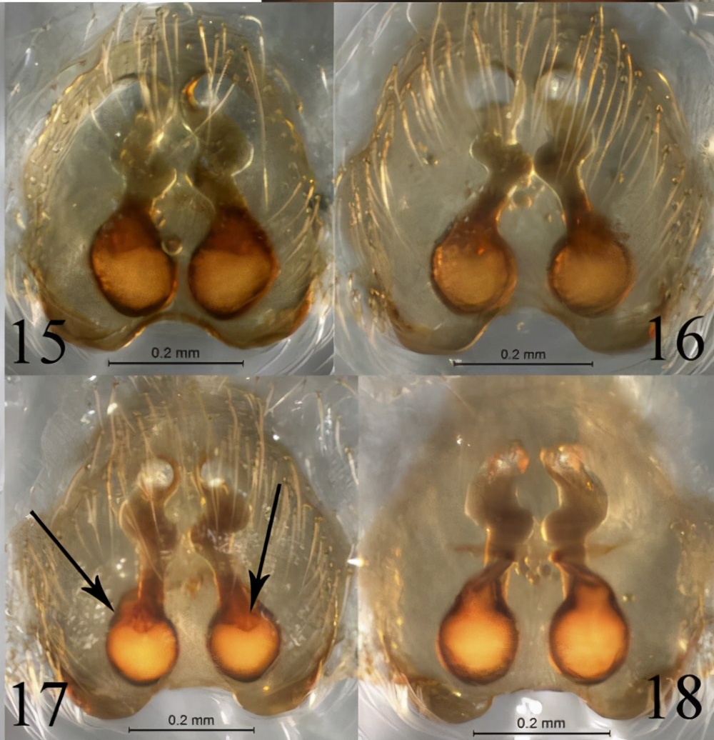 动物传宗接代的原因,动物人工授精的精子哪来的
