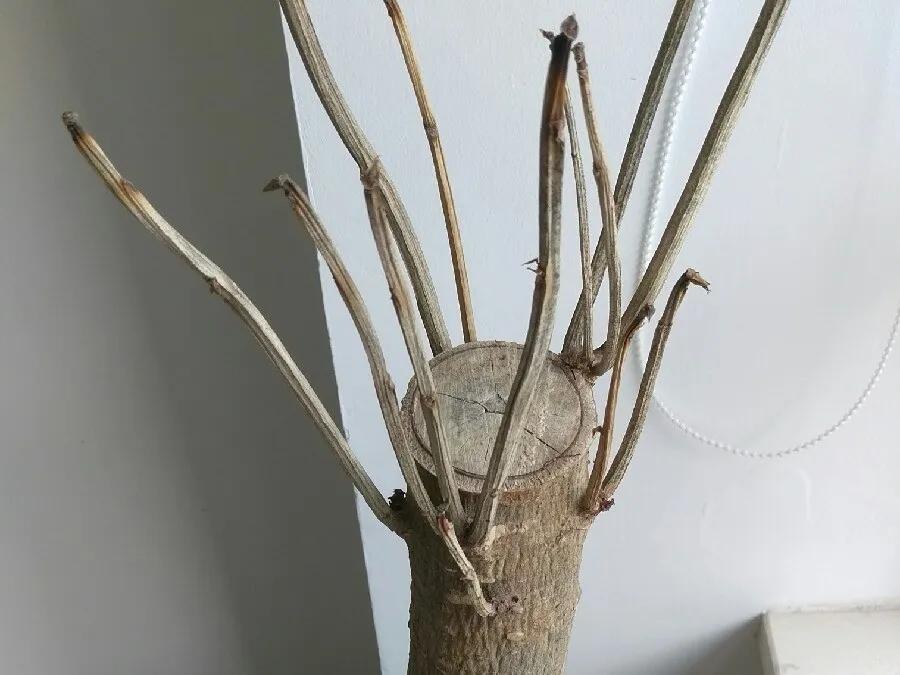 花买回来叶子蔫了怎么办,花掉花苞有什么好方法吗