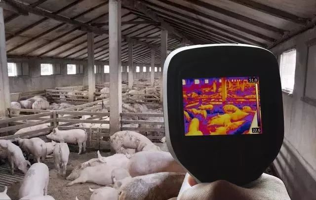 马云说养殖行业,未来养殖行业前景