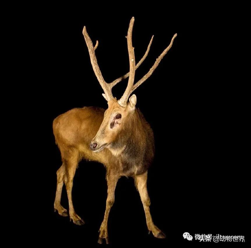 国际珍稀动物保护日-如何拯救那些正在从世界上逐渐消失的物种