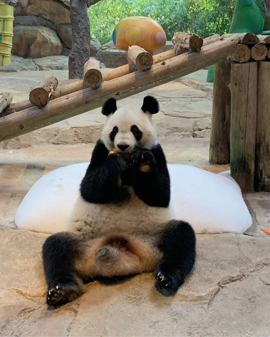 一月广州长隆野生动物园游玩攻略,广州长隆野生动物园半日游玩攻略