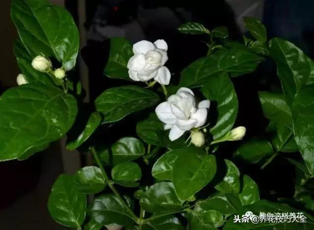 香味最好闻的十种花,一年四季都能闻到香味的四种花