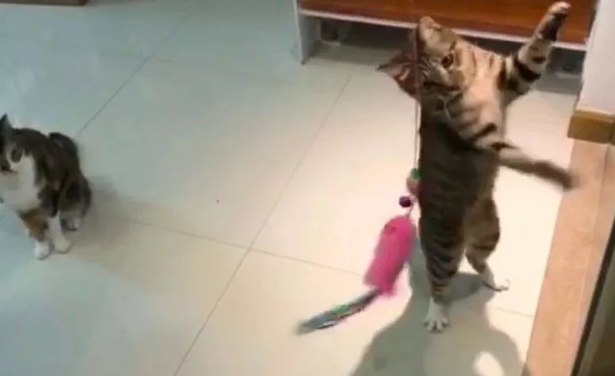 猫咪老是咬人能不能把它牙齿磨平,猫咪爱咬人怎么快速解决