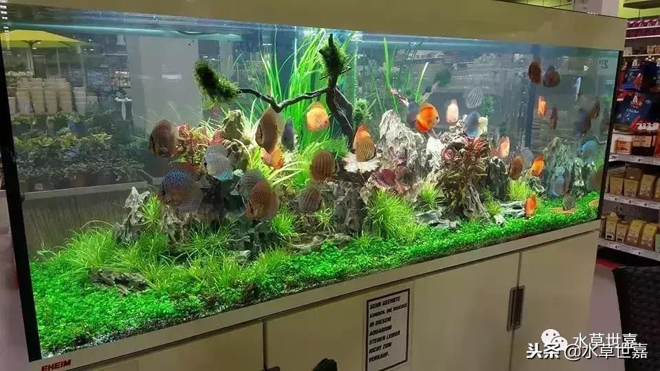 七彩神仙鱼水族箱布景,七彩神仙鱼苗繁殖技术