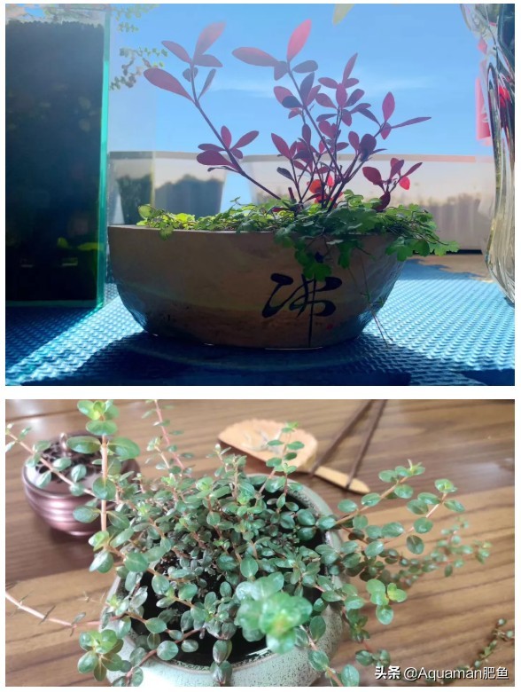 便宜又好养的水草推荐,好养又便宜的水草推荐