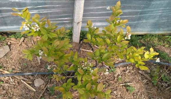 蓝莓光长叶不开花怎么回事,蓝莓出现烂叶是什么情况