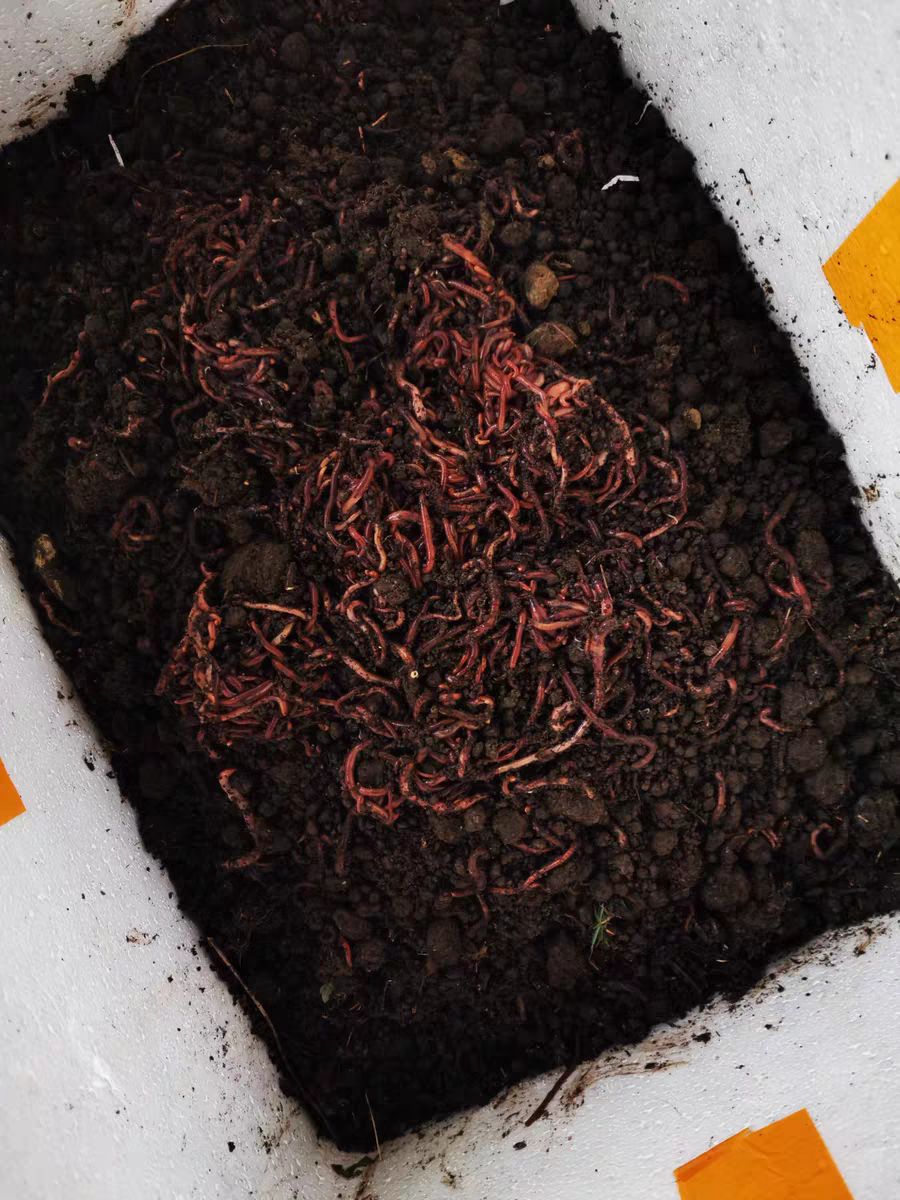 垂钓黄鱼怎么钓,垂钓鲶鱼小技巧