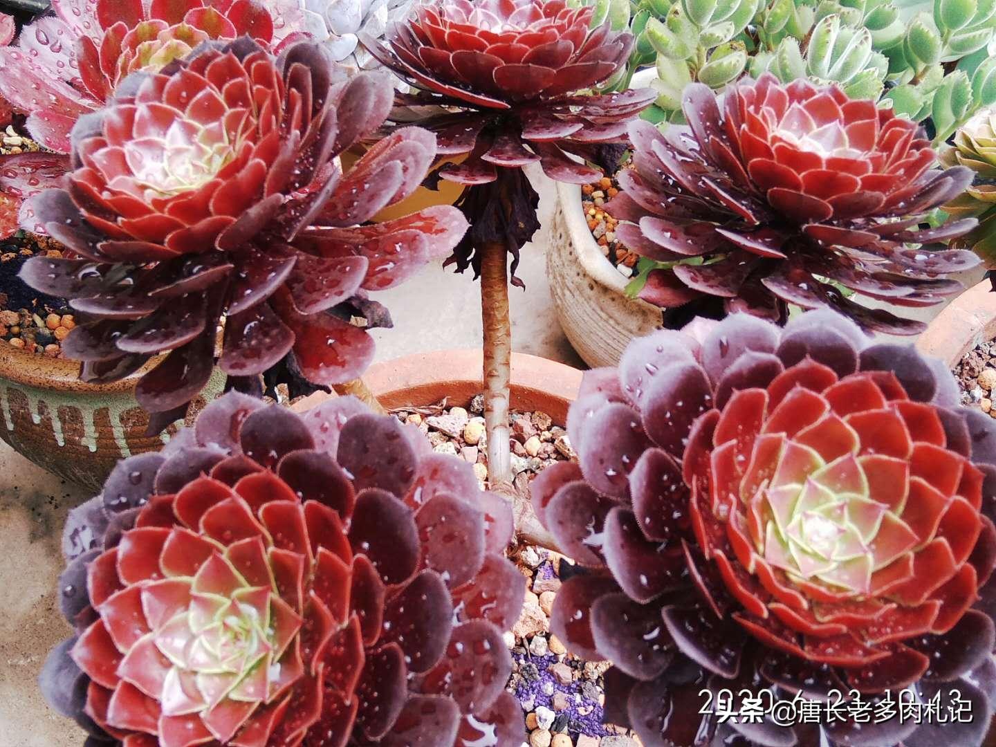 多肉花盆太贵了自己做,多肉太费钱怎么办