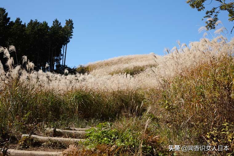 黄金色的芒草，让秋天多了份文艺的风情，日本国内最美芒草名所