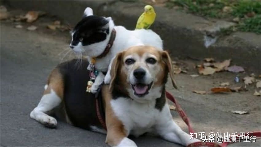 家里有宠物买什么消毒,宠物消毒除跳蚤喷雾