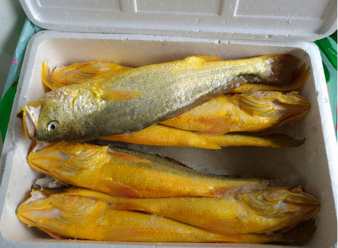 象山渔民捕到野生大黄鱼怎么处理,象山野生大黄鱼2000公斤