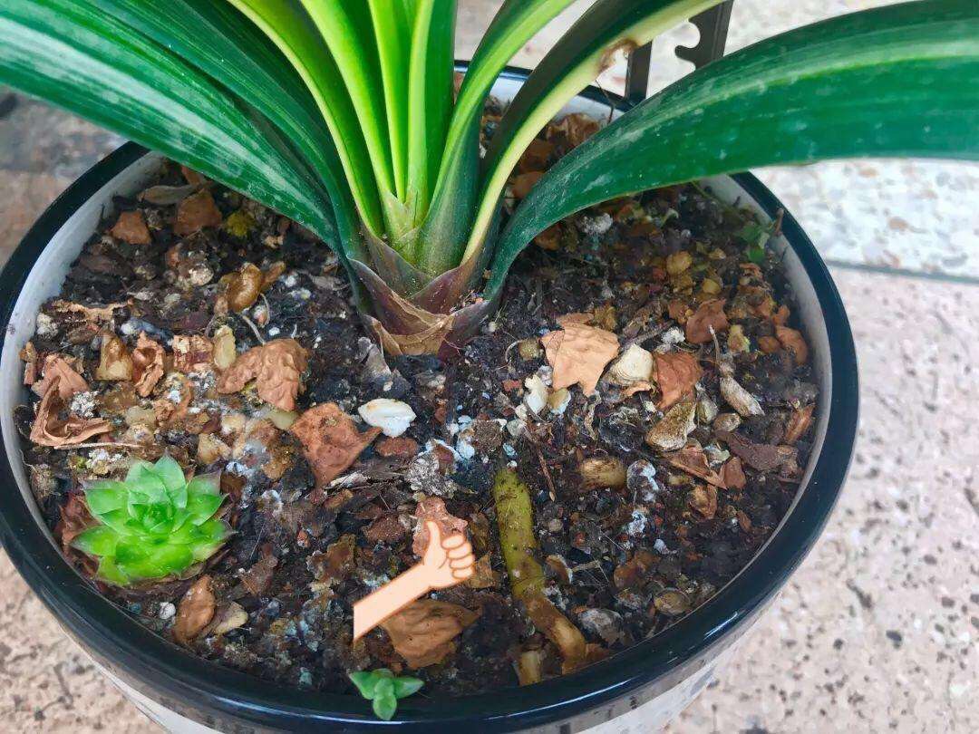 盆栽泥土有虫子怎么办？4个“方法”彻底消灭，花疯长，健康茂盛