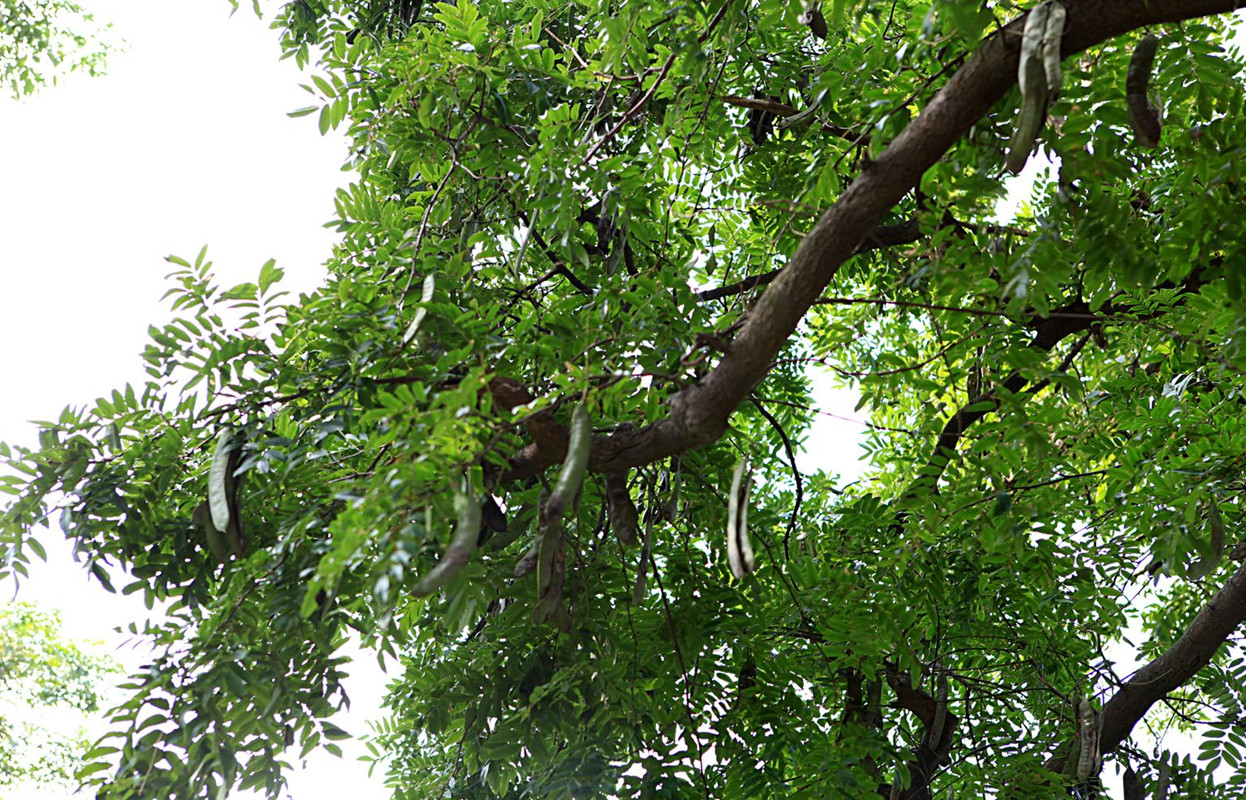 皂荚树现在还有吗,皂荚树经历辉煌又被嫌弃