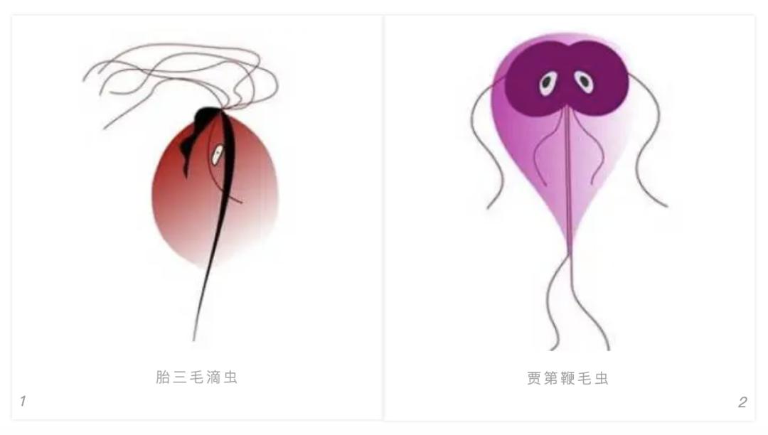 瀹犵埍鍥介檯鍔ㄧ墿璇婄枟涓績,瀹犵埍鍥介檯鍔ㄧ墿鍖婚櫌鍖椾含瑗跨珯