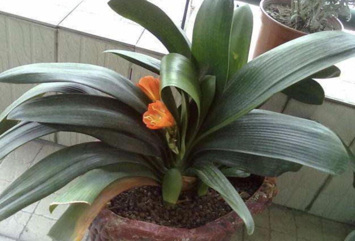 吊兰君子兰根怎么养,君子兰吊兰换盆方法