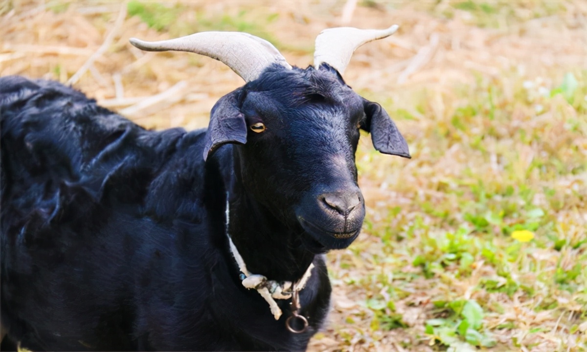 新疆吐鲁番市十大特产,吐鲁番市有哪些特产