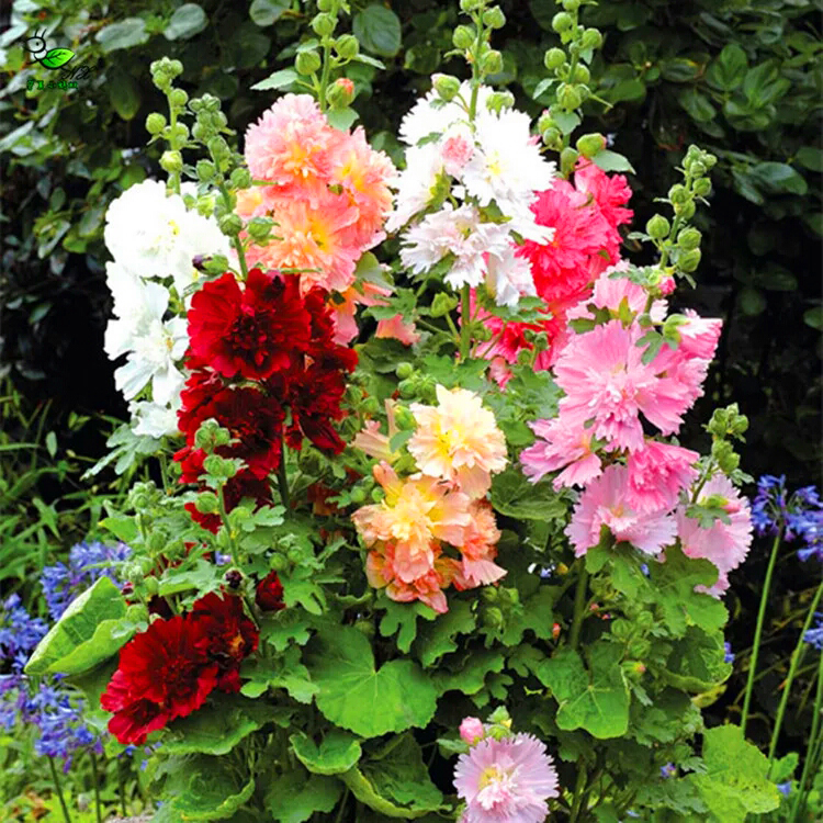 蜀葵是什么植物,蜀葵习性