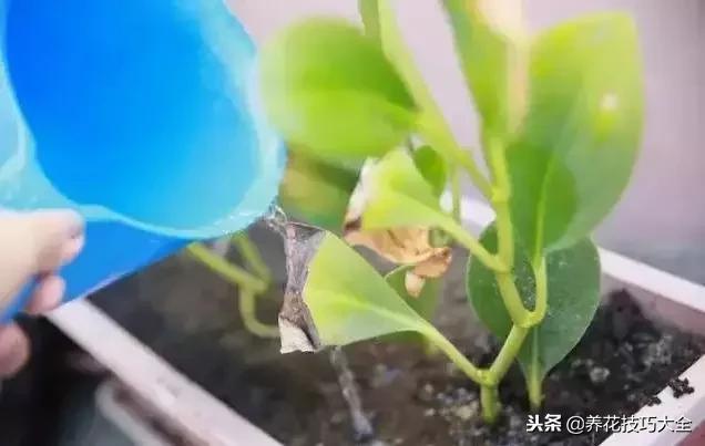 浇水把花给淹死了,挽救浇水太多植物