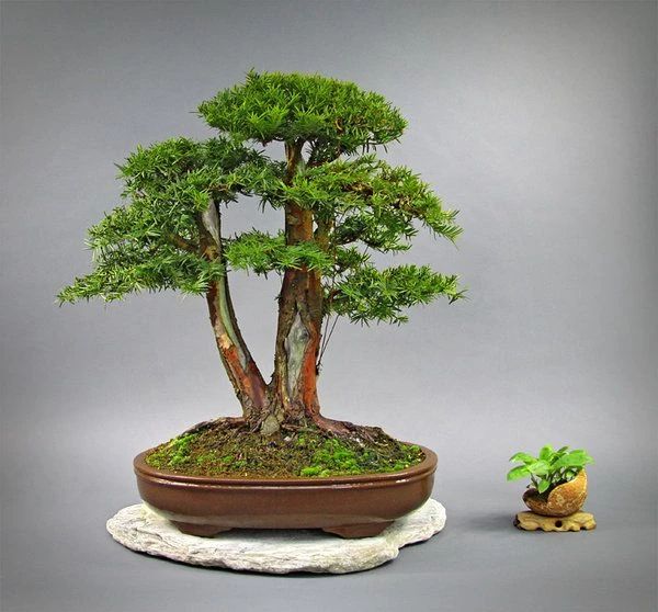 红豆杉树枝叶干枯怎么办,红豆杉怎么种才能保活