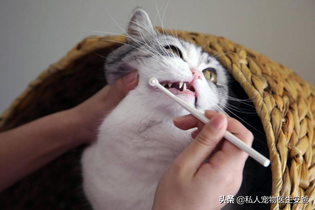 如何避免猫传腹,论猫咪日常护理的必要性