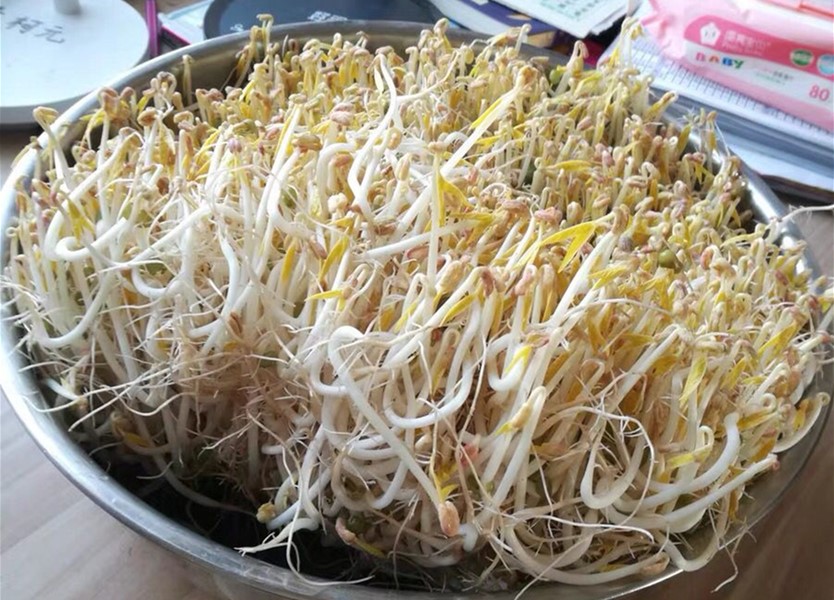 零添加豆芽种植方法,想吃豆芽在家发