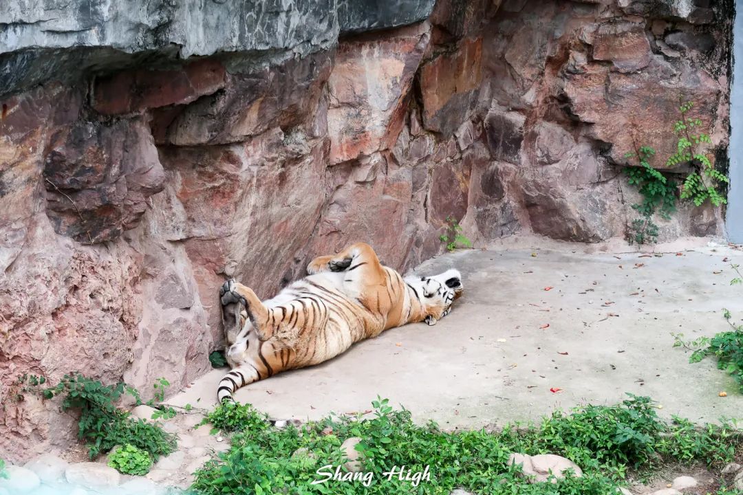 和平公园动物岛还有吗,和平公园可以喂动物吗