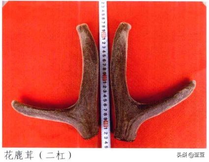 鹿茸造假事件,鹿茸造假手段有哪些