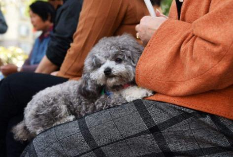 泰迪狗为什么特别黏人,泰迪犬怎么可以和它相处融洽
