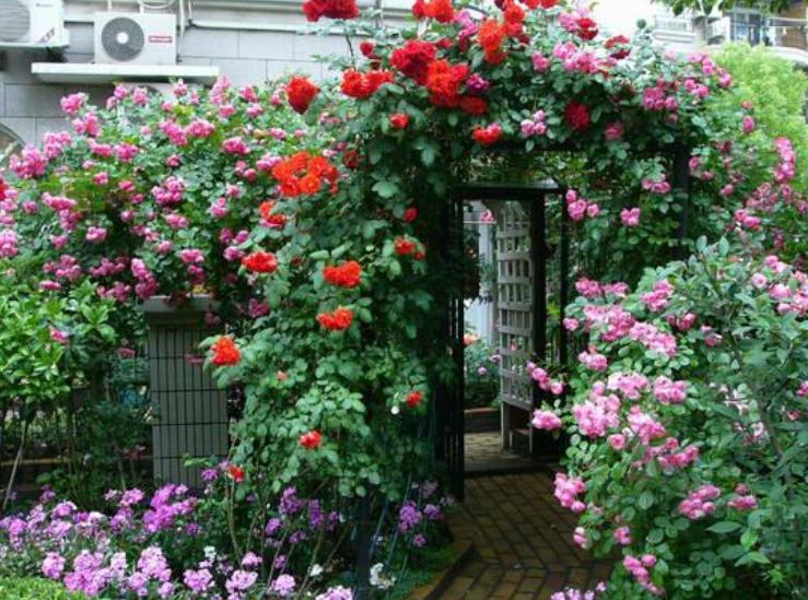 灏忛櫌钘ゆ湰鏈堝,钘ゆ湰鏈堝灏忛櫌