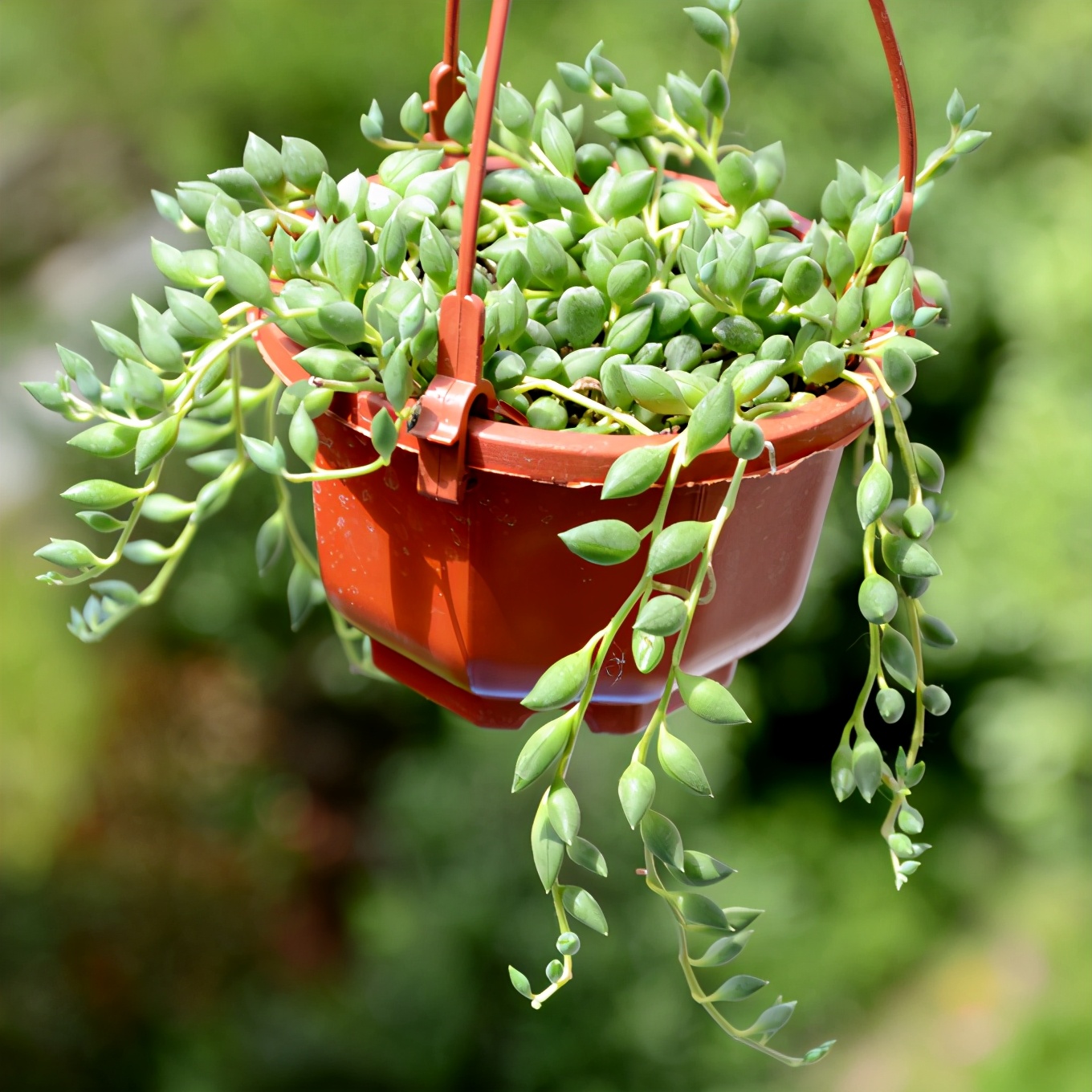 耐阴多肉植物室内,30种耐阴植物室内盆栽