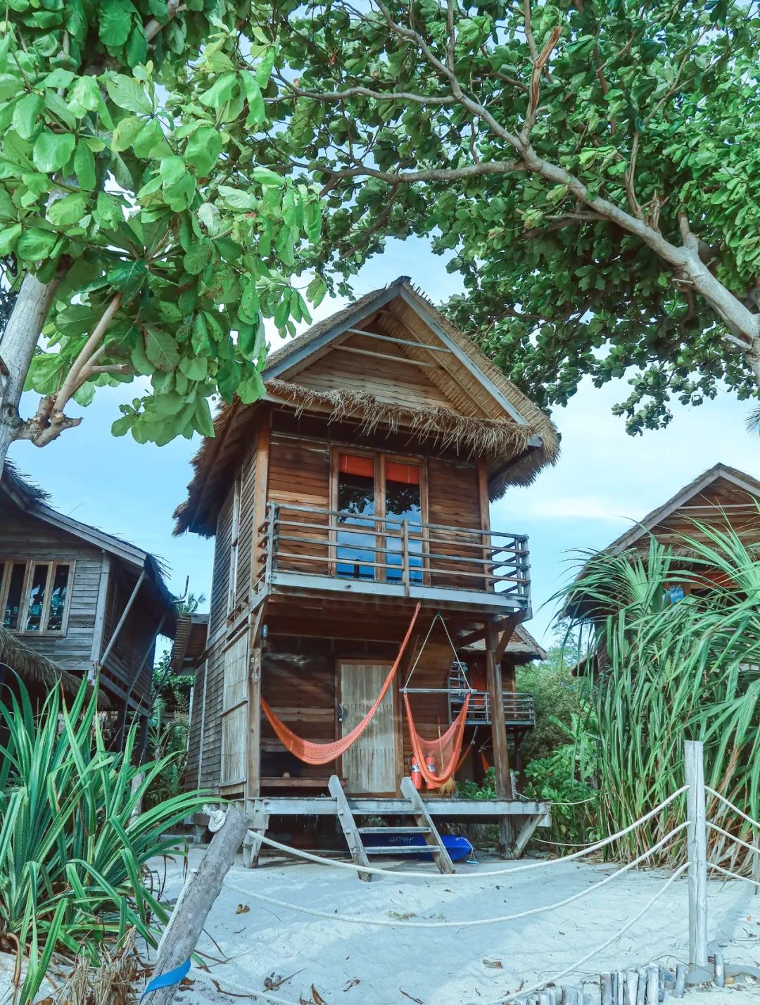 恋恋丽贝岛,人狗情未了|KohLipe