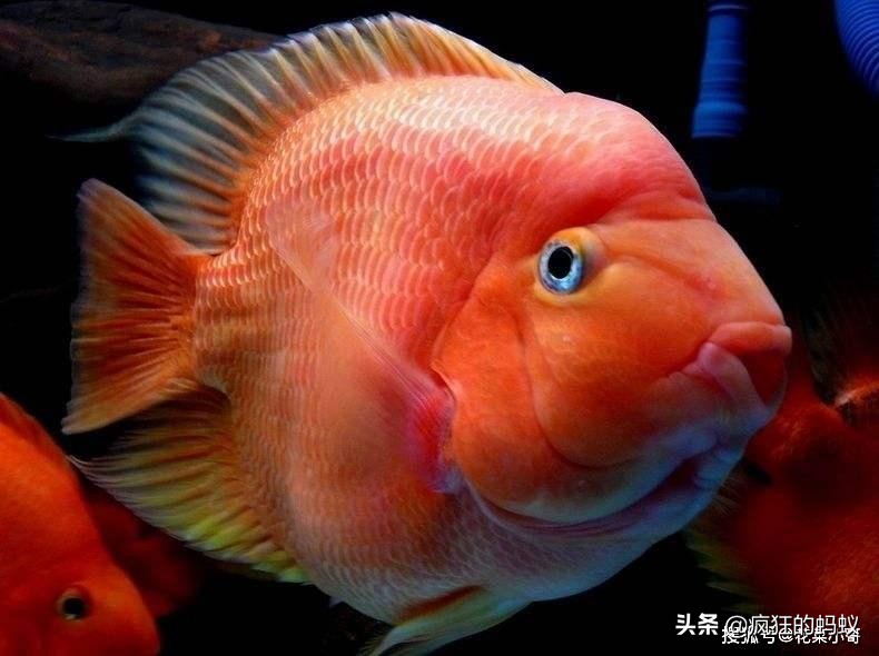 世界上最漂亮的5种鱼 (世界上10种最漂亮的鱼)