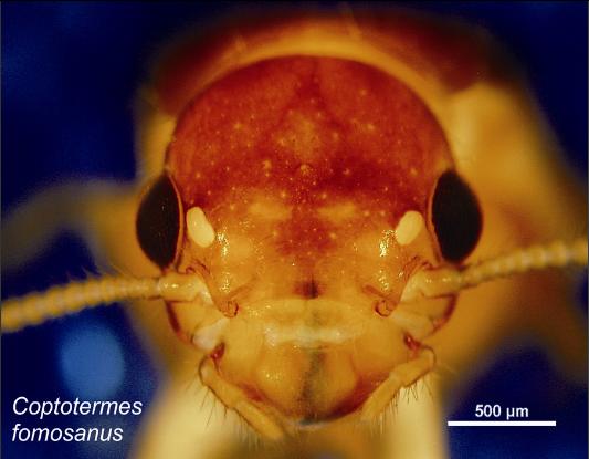 雨后爆发的飞蚁,靠超强繁殖苟了2亿年却沦为“优质蛋白来源”