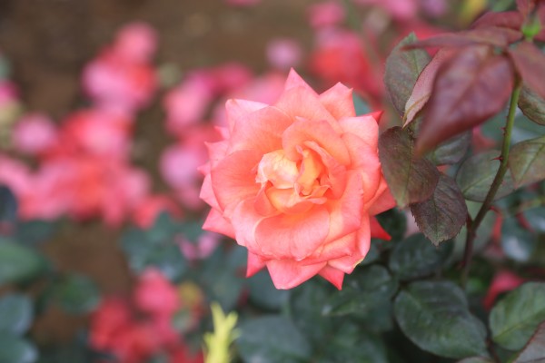 森林花海亲子游攻略,森林公园亲子游推荐