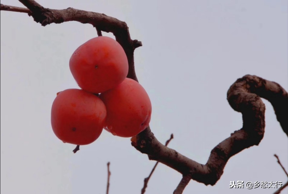 中华柿子红,秋高柿子红