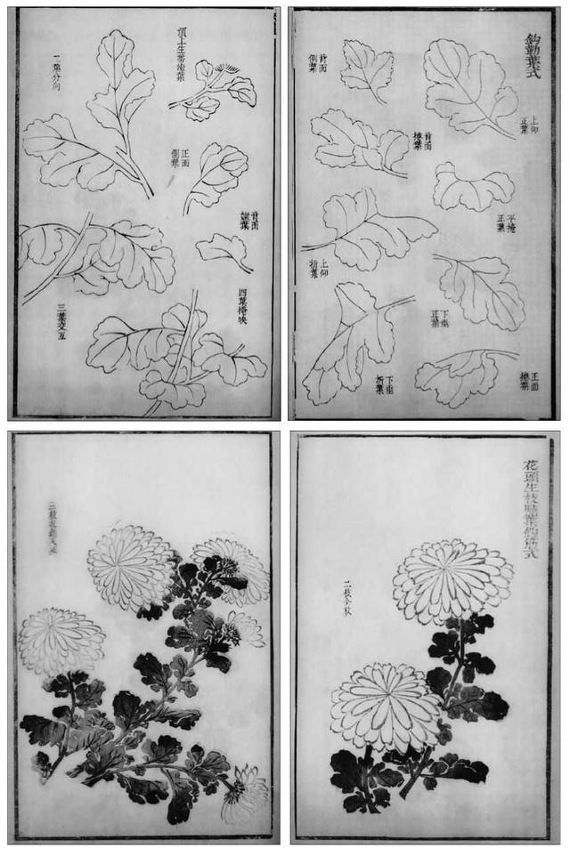 菊花写意画法100幅,简单的写意菊花画法