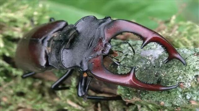 世界上最贵的宠物是什么样子的,世界上最贵的宠物是什么