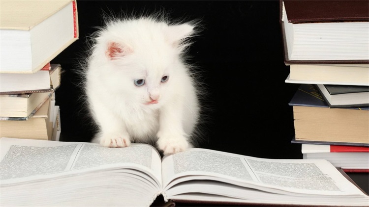 猫咪感冒发烧用啥药品,猫咪药品