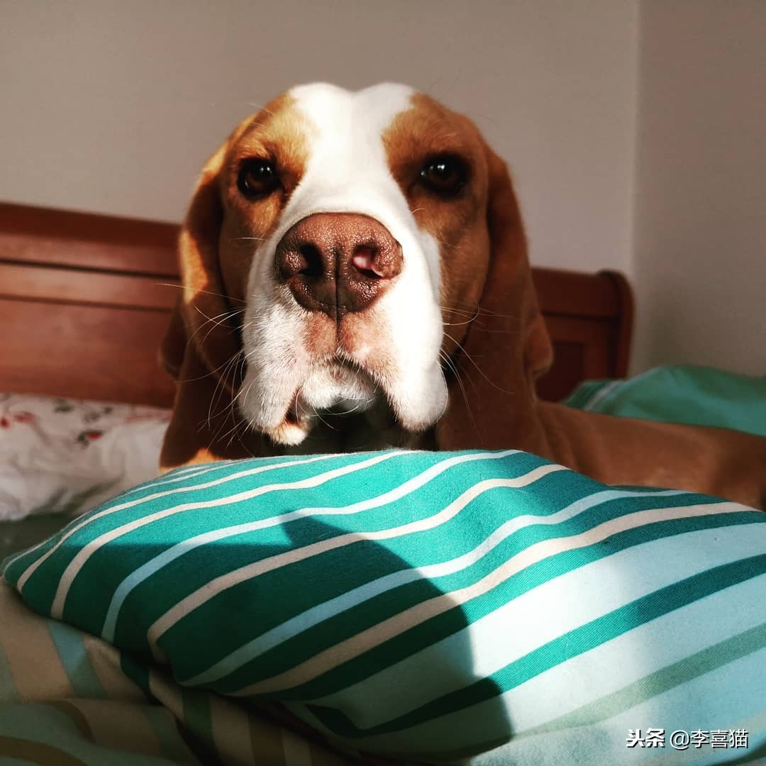 狗狗总是叫怎么治,狗狗总是叫人该怎么制止