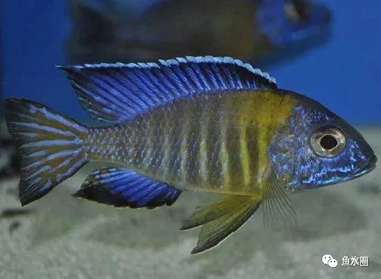 三湖慈鲷马鲷孔雀鱼多久发色,三湖慈鲷鱼之马鲷鱼