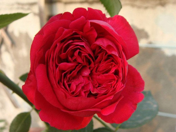 最适合做花墙的四季开花藤本月季,适合做花墙的藤本月季推荐