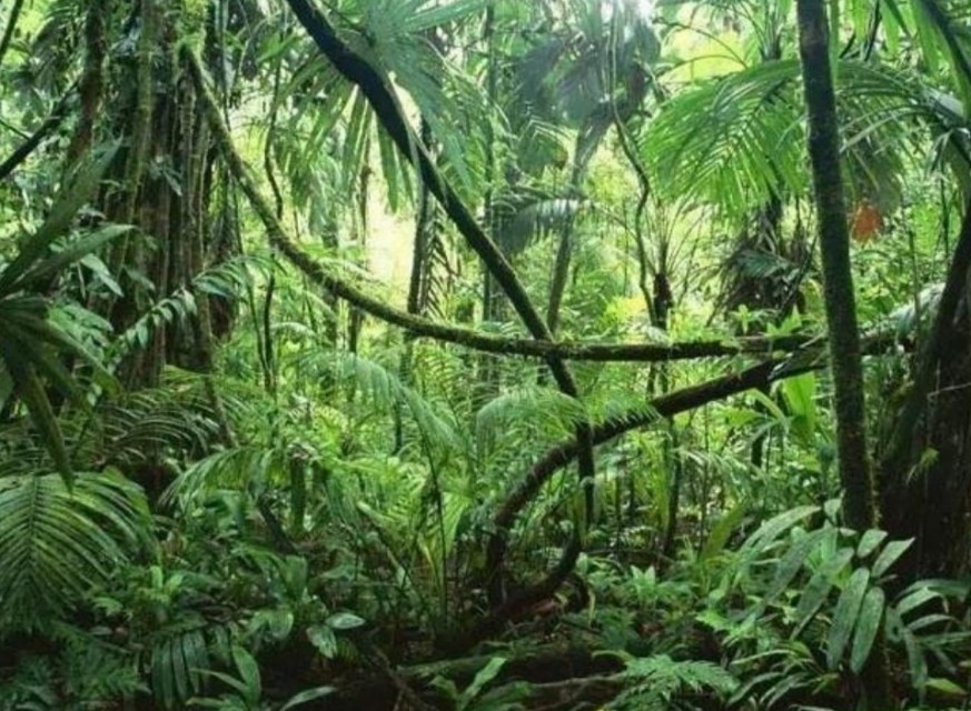 亚马逊丛林有什么危险的东西,亚马逊丛林究竟多可怕