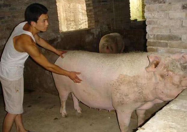 空怀母猪是什么原因引起,母猪自然受孕几次能成功