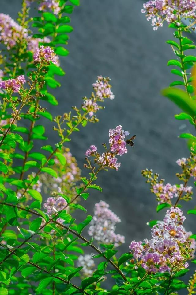 西安的春天到底有多美？我要打包送给你